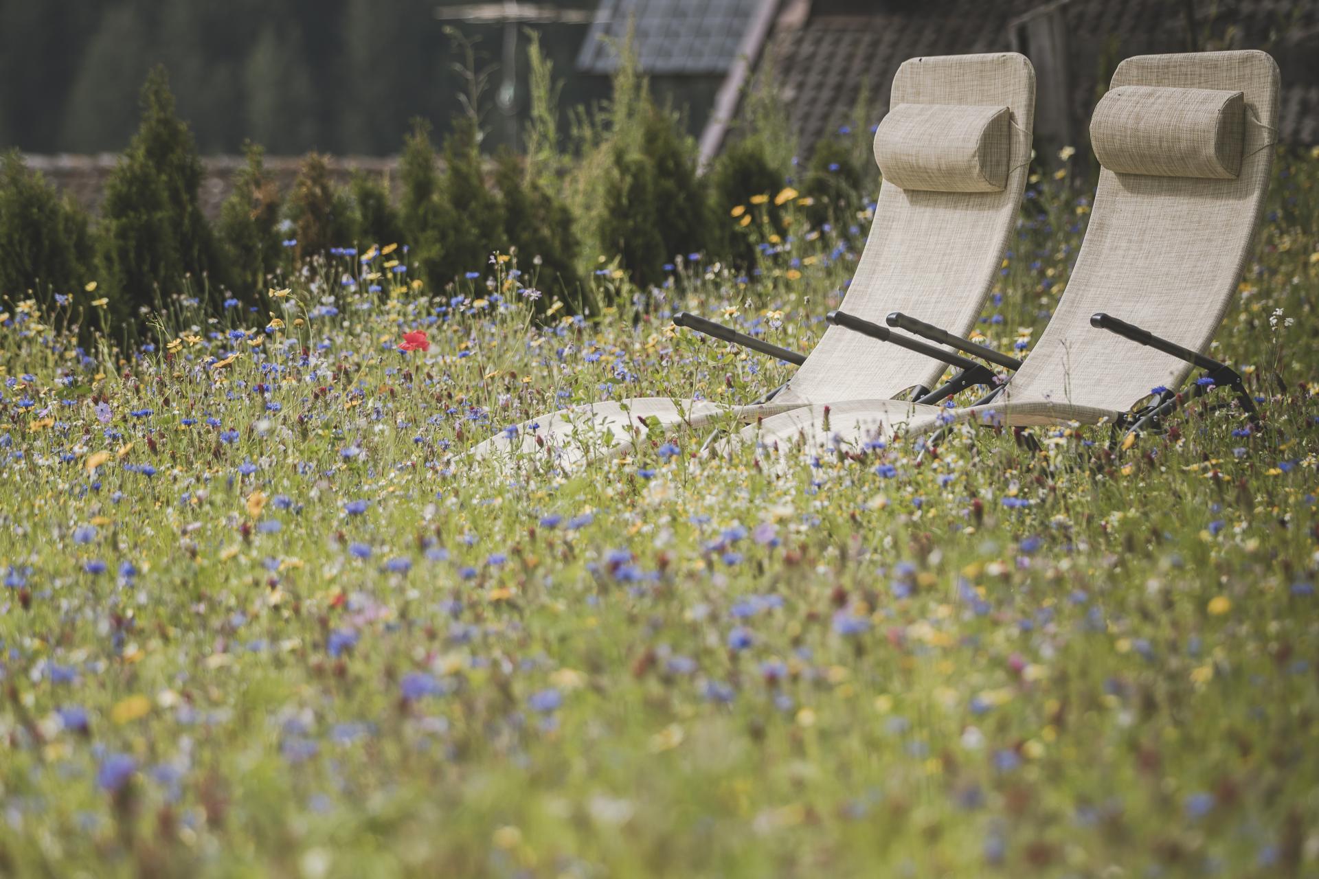 Liegestühle in der Blumenwiese