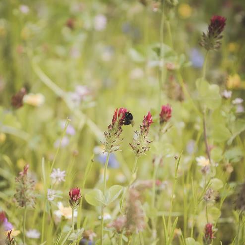 Prato con fiori e insetti