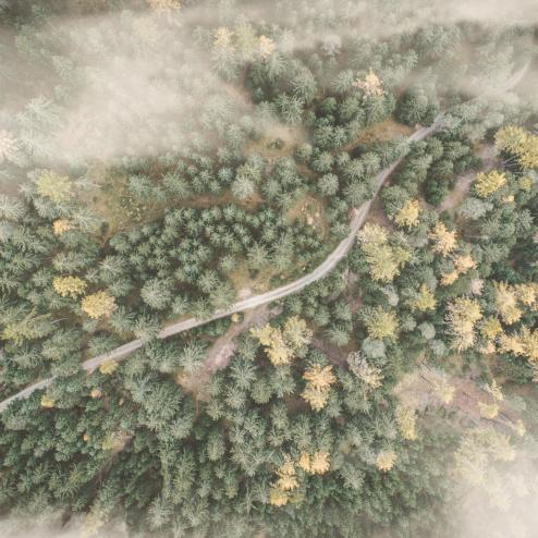 A forest seen from above