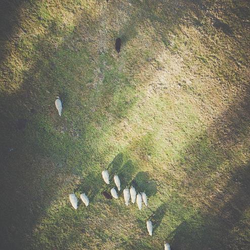 Sheep seen from above